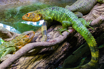 The Northern caiman lizard lies on the trunk. 
It is a species of lizard found in northern South...