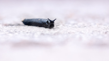 Black slug sliithering across tarmac with his horns out looking directly at the camera