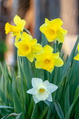 Fototapeta premium White and yellow daffodils. Spring flowers near the setting sun.