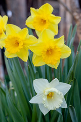 White and yellow daffodils. Spring flowers near the setting sun.