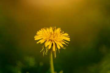 Dandelion. Yellow spring flower on a green blurry background. Nature. Macro.