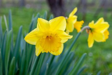 Yellow Narcissus - daffodil on a green background.