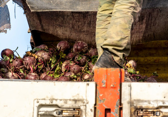 Mechanized harvesting red beets on an agricultural field.