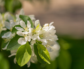 Obraz na płótnie Canvas White flowers on a sunny day. Apple tree blossom, spring, nature, macro. Copy space.