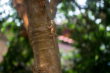 Red neck Thailand. Chameleon on tree and natural green background.
