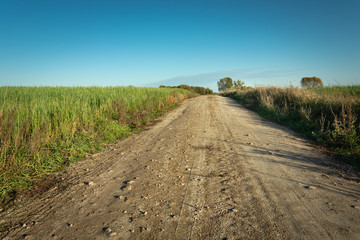 Damped dirt road and green cereal, view on a sunny day