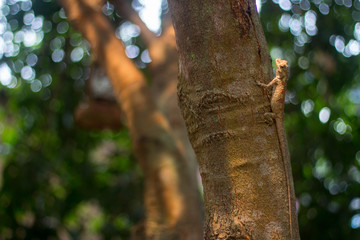 Red neck Thailand. Chameleon on tree and natural green background.
