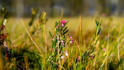 Flowering of Northern grasses in the field.