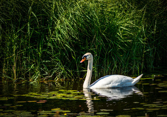 white mute swan on the lake