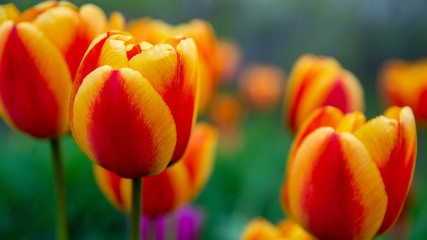 Beautiful blooming orange tulips, buds.
