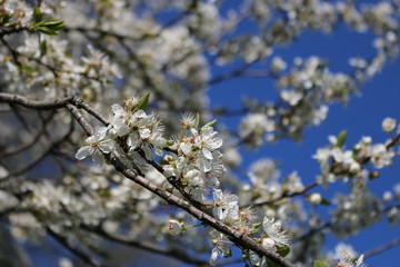 Spring, white cherry blossoms open.