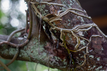 Orchids leaves and Aerial roots of orchids close-up in the park on green natural background.