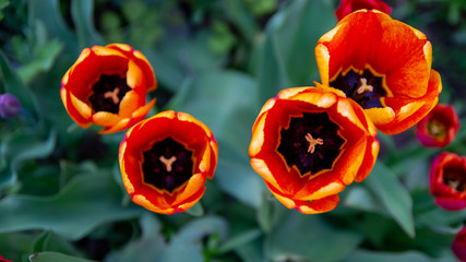 Beautiful blooming orange tulips, buds.