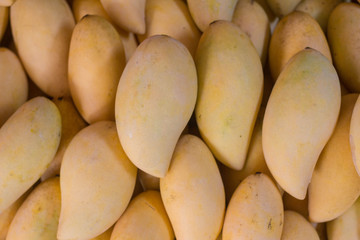 close up shot of Thai ripe barracuda mangoes.