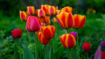 Beautiful blooming orange tulips, buds.