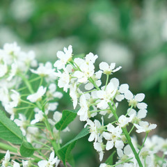 Beautiful floral spring abstract background of nature. Branches of blossoming apricot macro with soft focus on gentle light blue sky background.
