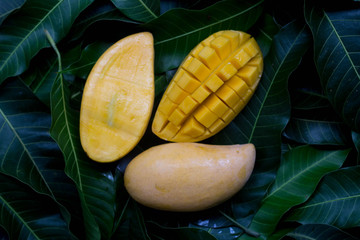Delicious golden mango fruit on  green leaf background. Ripe yellow Barracuda mangos. Tropical fruit in Thailand.