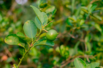 Obraz premium Close up of green lemons hanging from a tree in a green lemon grove.