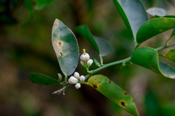 Close up lemon flower, lime flower with bright sunlight on lemon flower green background in Thailand.