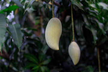Mango ready for picking on Mango farm, Barracuda Mango on tree in organic farm Thailand, Tropical fruits in Thailand