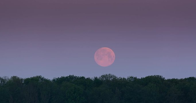 Timelapse footage of a red May supermoon setting behind a forest with morning fog.