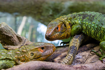The Northern caiman lizard lies on the trunk. 
It is a species of lizard found in northern South America.
The body of the caiman lizard is very similar to that of a crocodile. 