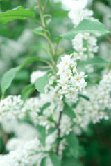 Beautiful floral spring abstract background of nature. Branches of blossoming apricot macro with soft focus on gentle light blue sky background.