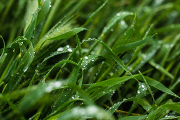 Close-Up Of Water Drops On Green Grass Leaves. Background