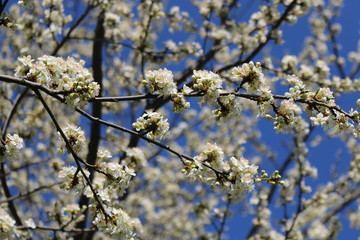 Spring, white cherry blossoms open.