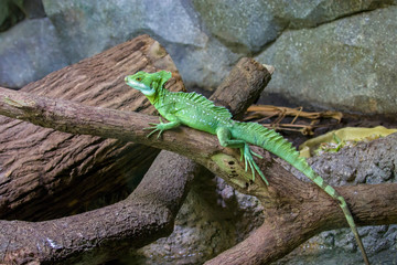 the double crested basilisk lies on the trunk.
 It is one of the largest basilisk species
Males have three crests: one on the head, one on the back, one on the tail, females only have the head crest