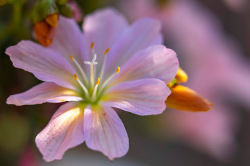 Fototapeta premium A sunbeam illuminates the pistil and stamens of one of the delicate flowers of a succulent plant