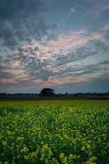 Yellow rapeseed field, horizon and clouds on sky after sunset
