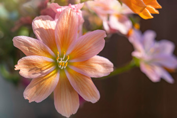 The sun shines from the side on the pistil and stamens of one of the delicate orange flowers of a succulent plant