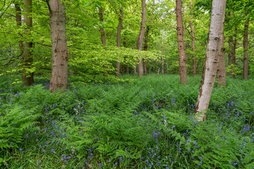 Among the trees in this forest are many bluebells and ferns