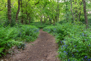 A path winds through a forest with bluebells, ferns and many oak trees