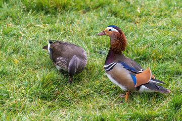 The colorful plumage of a pair of Mandarin Ducks in a park near the Hague, Netherlands