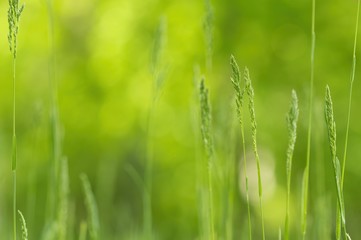 Fototapeta na wymiar Green blades of grass in the meadow in summer, background, wallpaper