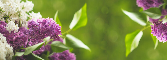 Fototapeta na wymiar Beautiful blooming spring violet lilac flowers, closeup. Watercolor nature floral backdrop.