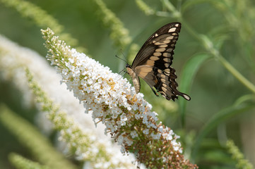 Giant Swallowtail