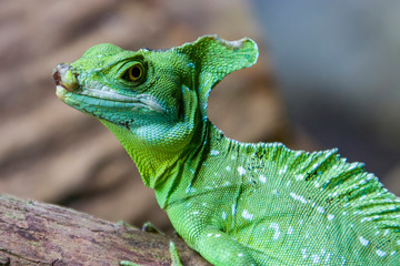 the double crested basilisk lies on the trunk.
 It is one of the largest basilisk species
Males have three crests: one on the head, one on the back, one on the tail, females only have the head crest