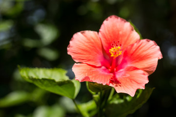 Close up of red Hibiscus rosa-sinensis