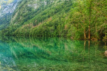 reflection of trees in water