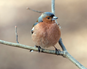 Chaffinch male on spring branch