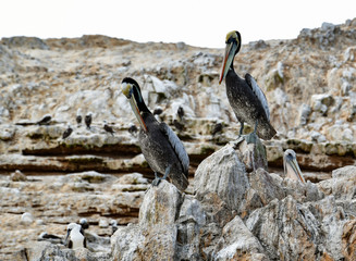 pelicans in the Ballestas Islands 68