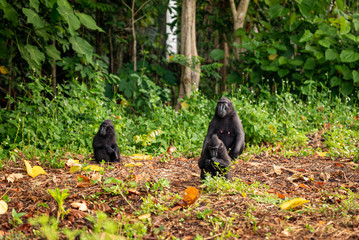 Tongkoko National Park