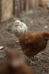 chicken in the farm