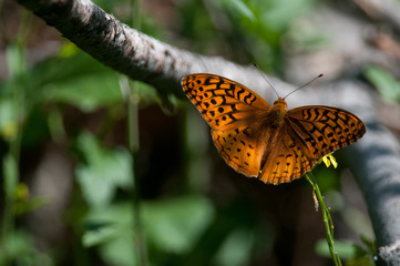 Great Spangled Fritillary