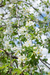 .Blooming apple tree in spring time.