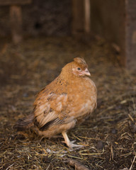 chicken on the farm