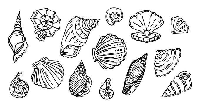 Shell, outline set,  Collection of seashell outline black line illustration, isolated on white background, decorative set, 